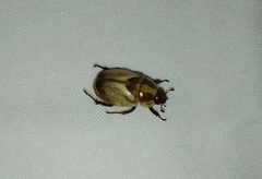 Augoderia nitidula