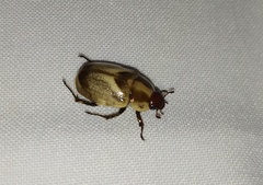 Augoderia nitidula
