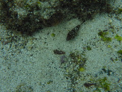 Sphoeroides lobatus