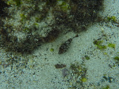 Sphoeroides lobatus