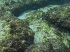 Halichoeres dispilus