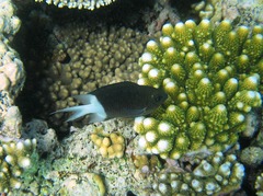 Pycnochromis margaritifer