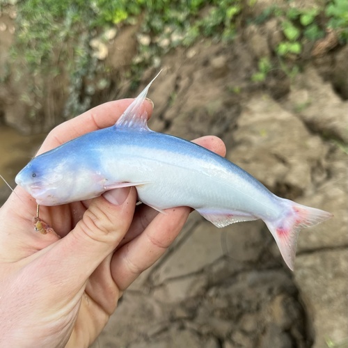 Whale catfish (Cetopsis coecutiens) — Cetopsidae — 3