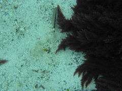 Serranus psittacinus