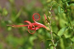 Anisacanthus pumilus
