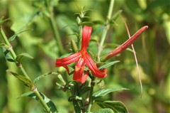 Anisacanthus pumilus