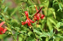Anisacanthus pumilus