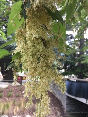 Plagianthus regius regius