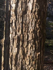 Ulmus serotina