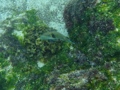 Halichoeres nicholsi