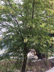 Plagianthus regius regius