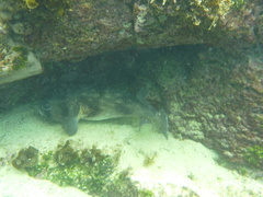 Chilomycterus reticulatus