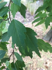 Plagianthus regius regius