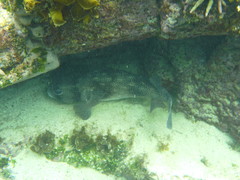 Chilomycterus reticulatus