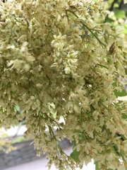 Plagianthus regius regius