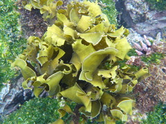 Padina durvillei