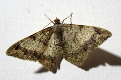 Psamatodes pernicata