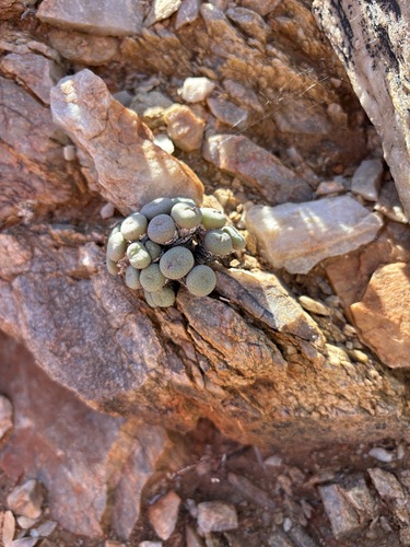 Conophytum jucundum