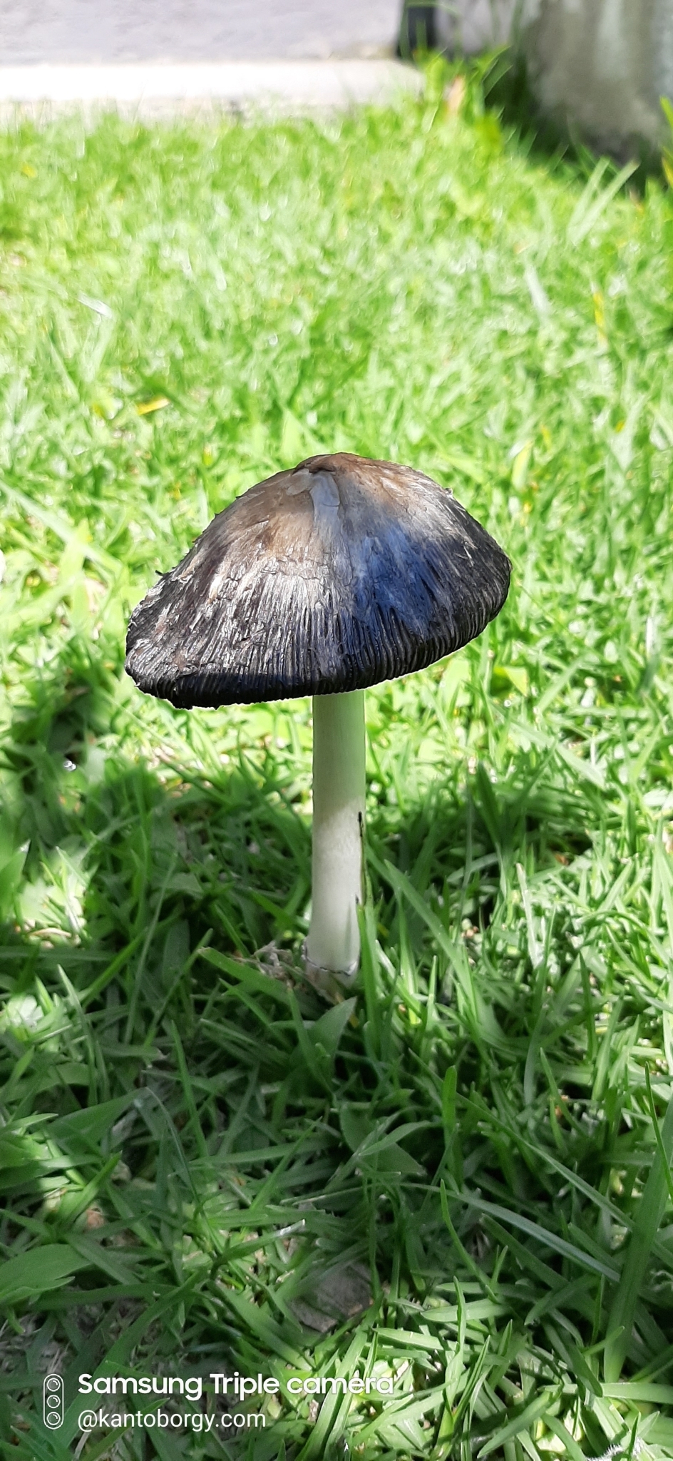 Coprinus comatus image