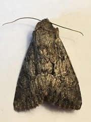 Apamea longula
