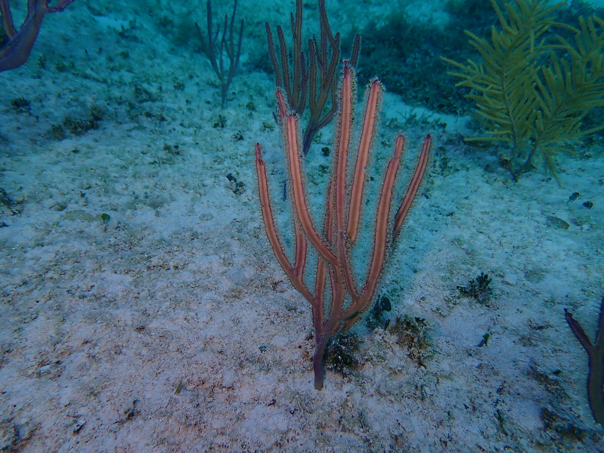 Pterogorgia anceps (Pallas, 1766)