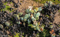 Braunsia maximilianii