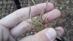 Dichanthelium implicatum