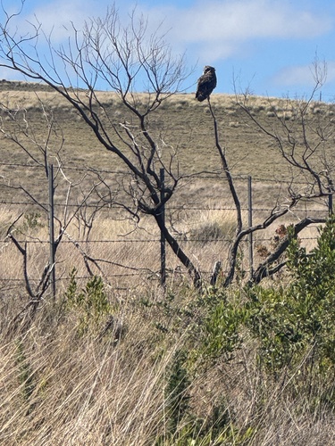 Asio flammeus observed 2025-08-23