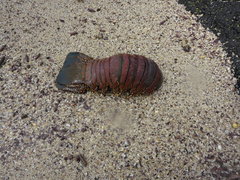 Panulirus penicillatus