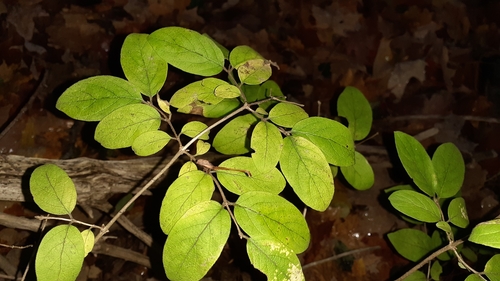 Lonicera xylosteoides