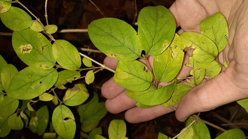 Lonicera × xylosteoides, photograph 1