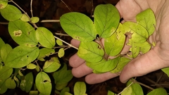 Lonicera × xylosteoides, photograph (c) Quinten Wiegersma, some rights reserved (CC BY)