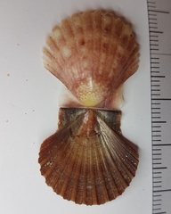 Pecten jacobaeus