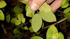 Lonicera × xylosteoides, photograph (c) Quinten Wiegersma, some rights reserved (CC BY)