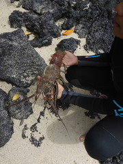 Panulirus penicillatus