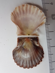 Pecten jacobaeus