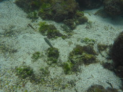 Halichoeres dispilus