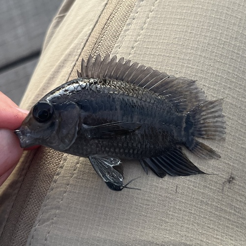 Bolivian cichlid (Cichlasoma boliviense) — Cichlidae — 5