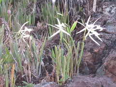 Brassavola