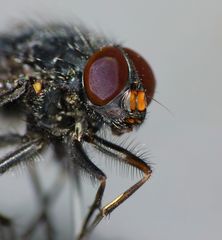 Calliphoroides antennatis