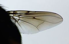 Calliphoroides antennatis