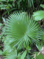 Saribus rotundifolius