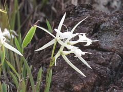 Brassavola