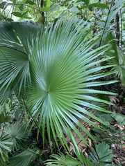 Saribus rotundifolius