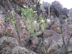 Brassavola