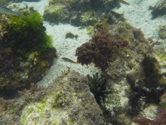 Halichoeres dispilus