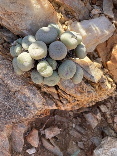 Conophytum jucundum