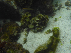 Halichoeres dispilus