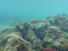 Halichoeres nicholsi