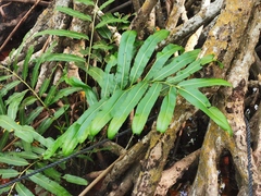 Acrostichum danaeifolium